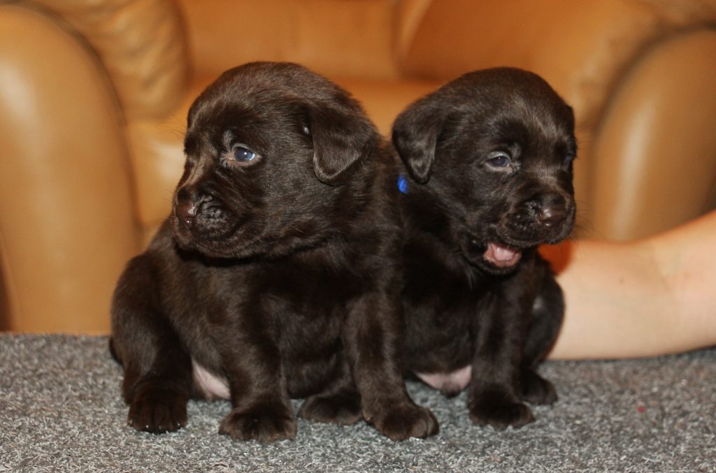 “U” litter at the age of 3 weeks