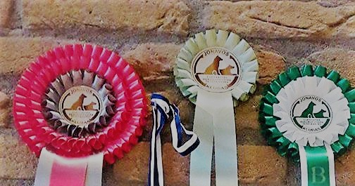Weekend dog shows and canicross competitions