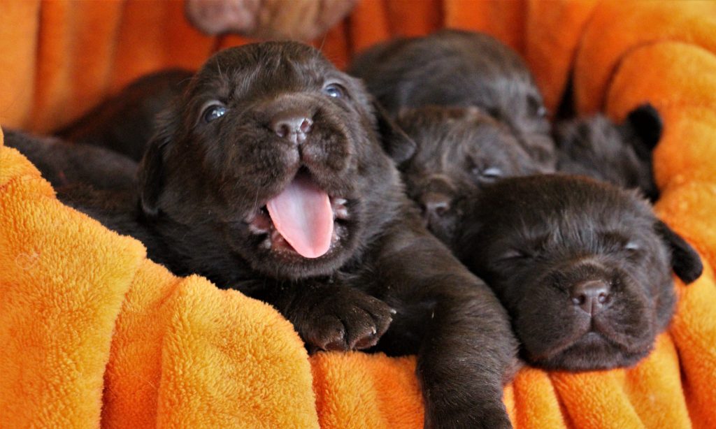 Chocolate labrador puppies arrived